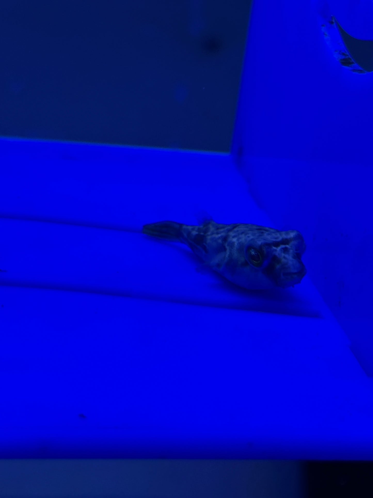 Fahaka Puffer