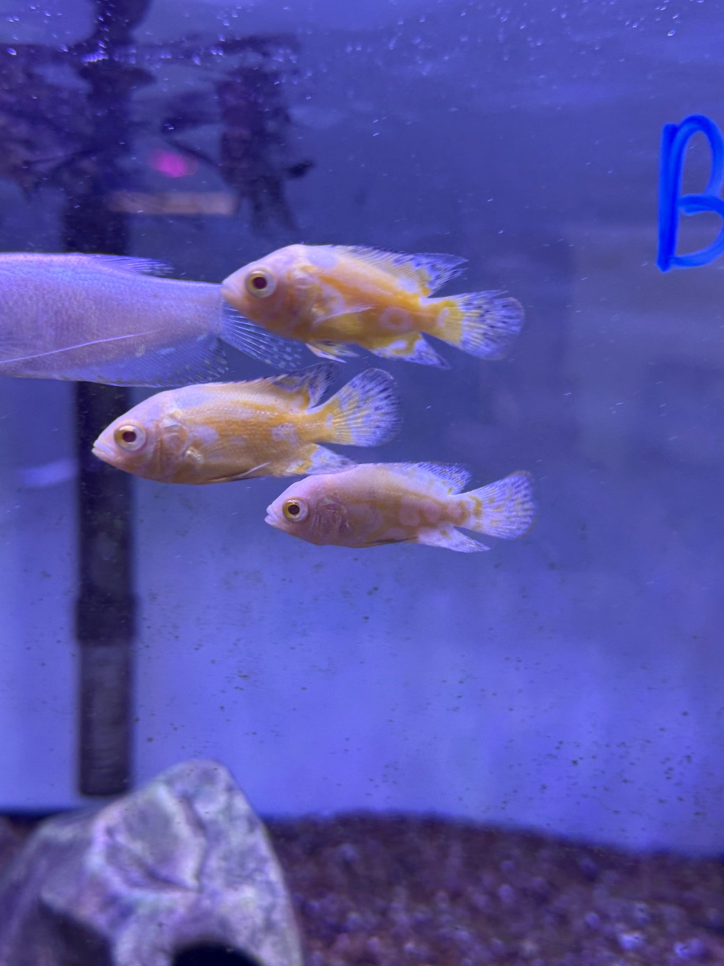 Lemon Oscar