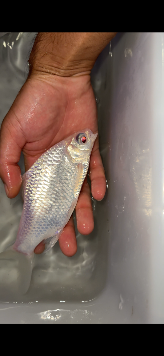 Snow White Albino Tinfoil Barb