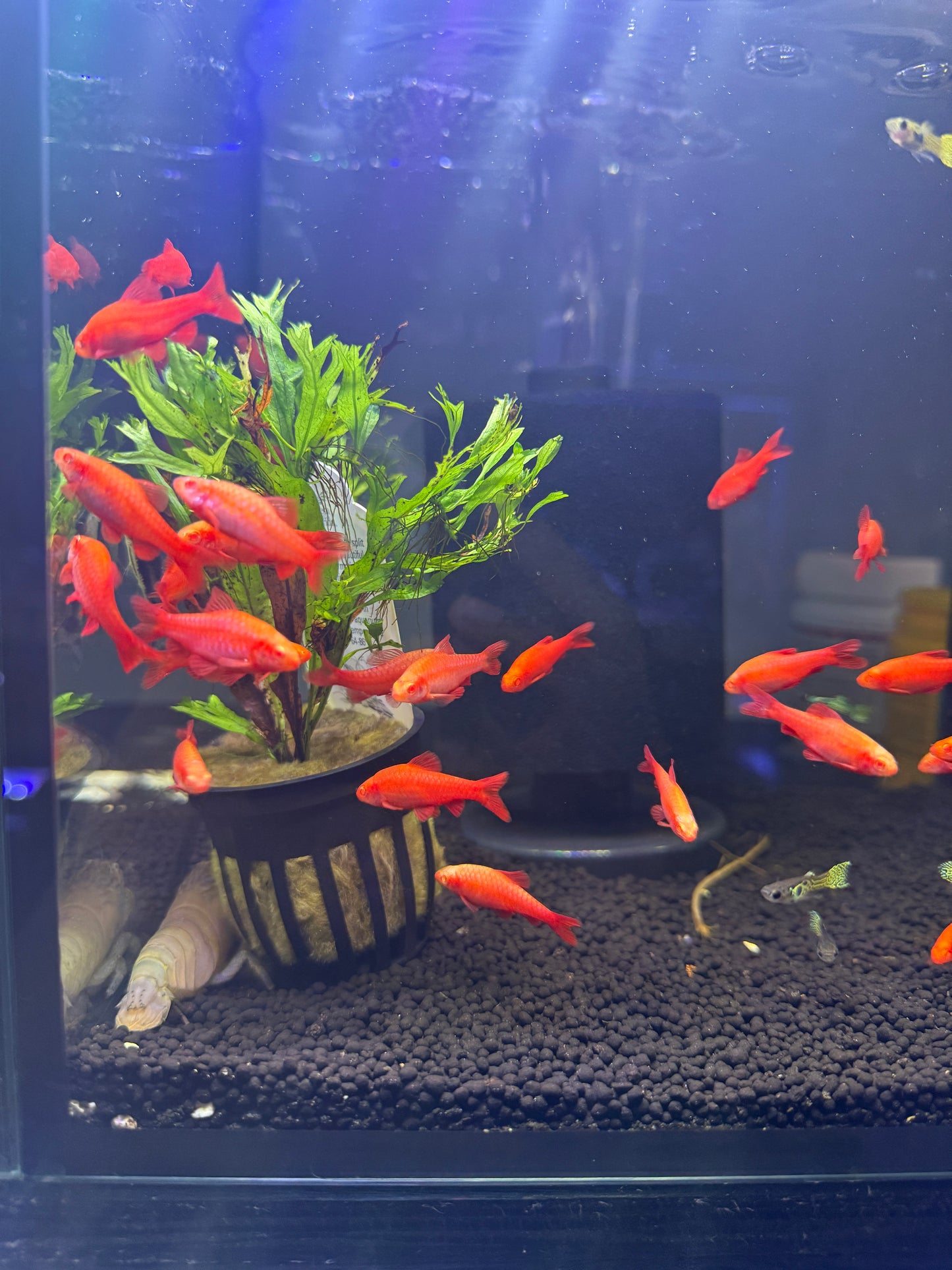 Super red albino cherry barb