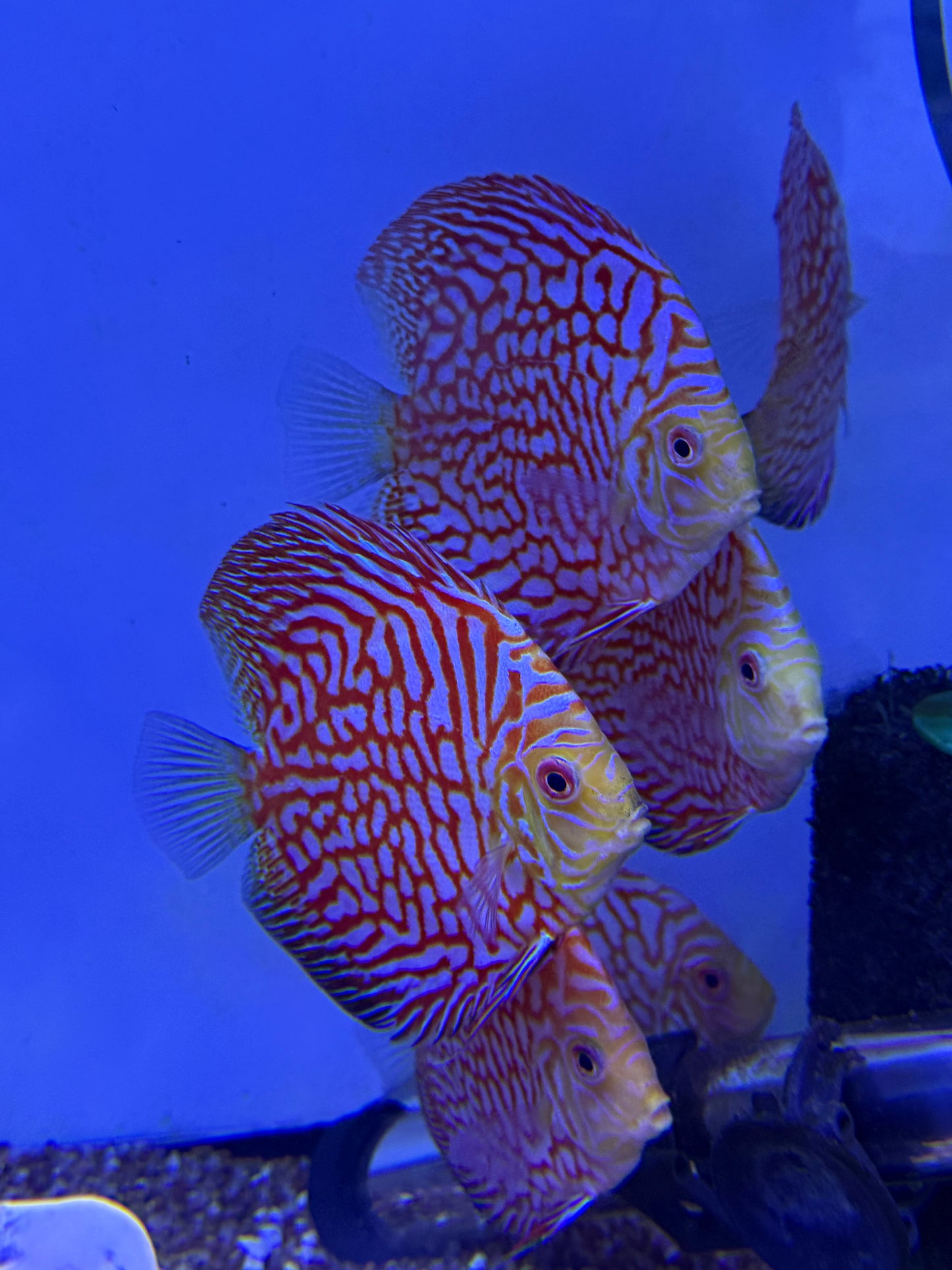 Pigeon Discus