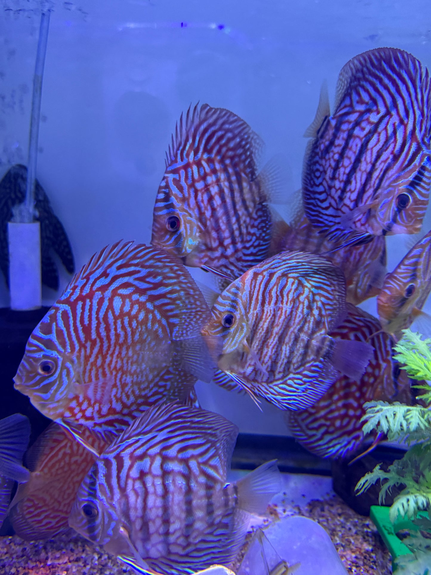 Tiger Turquoise Discus