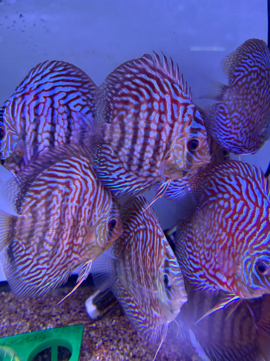 Tiger Turquoise Discus