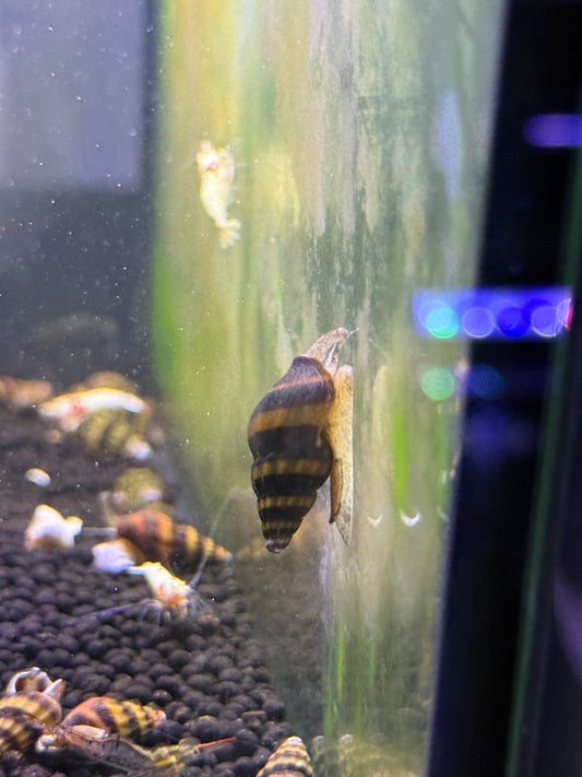 Assassin Snails (Clea helena)