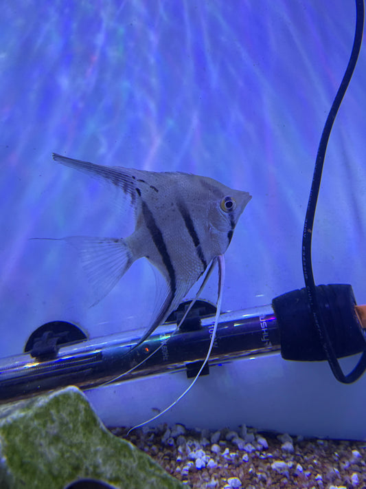 Peruvian Spotted Angel Fish (Pterophyllum Scalare)