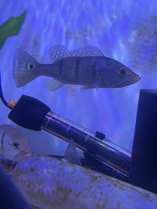 Spotted Peacock Bass Vichada Orinoco (cichla sp)