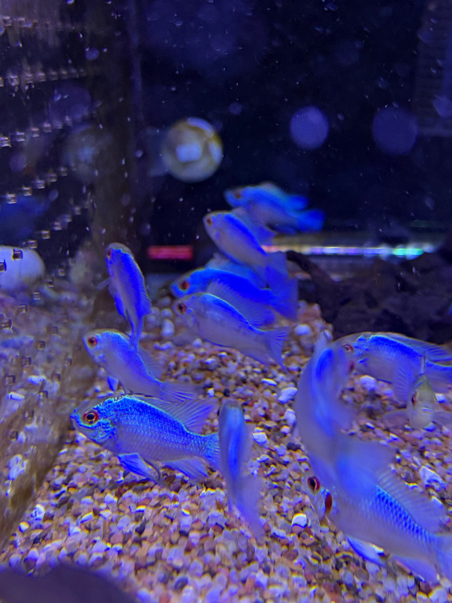 Electric Blue Ram
