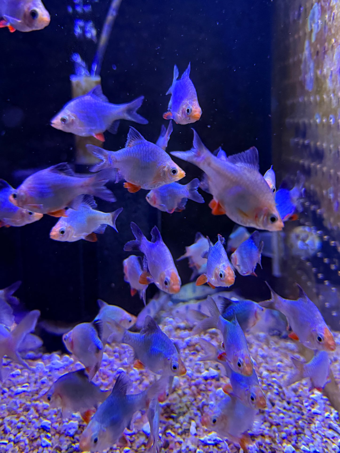 Green Jade Tiger Barb (Puntigrus tetrazona), Tank-Bred