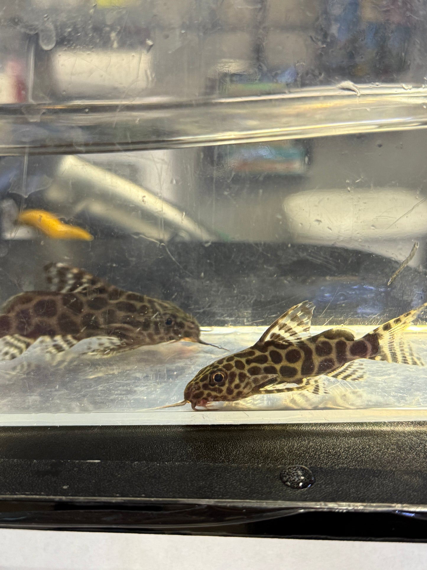 Synodontis Arbelon Hybrid (Synodontis sp x)