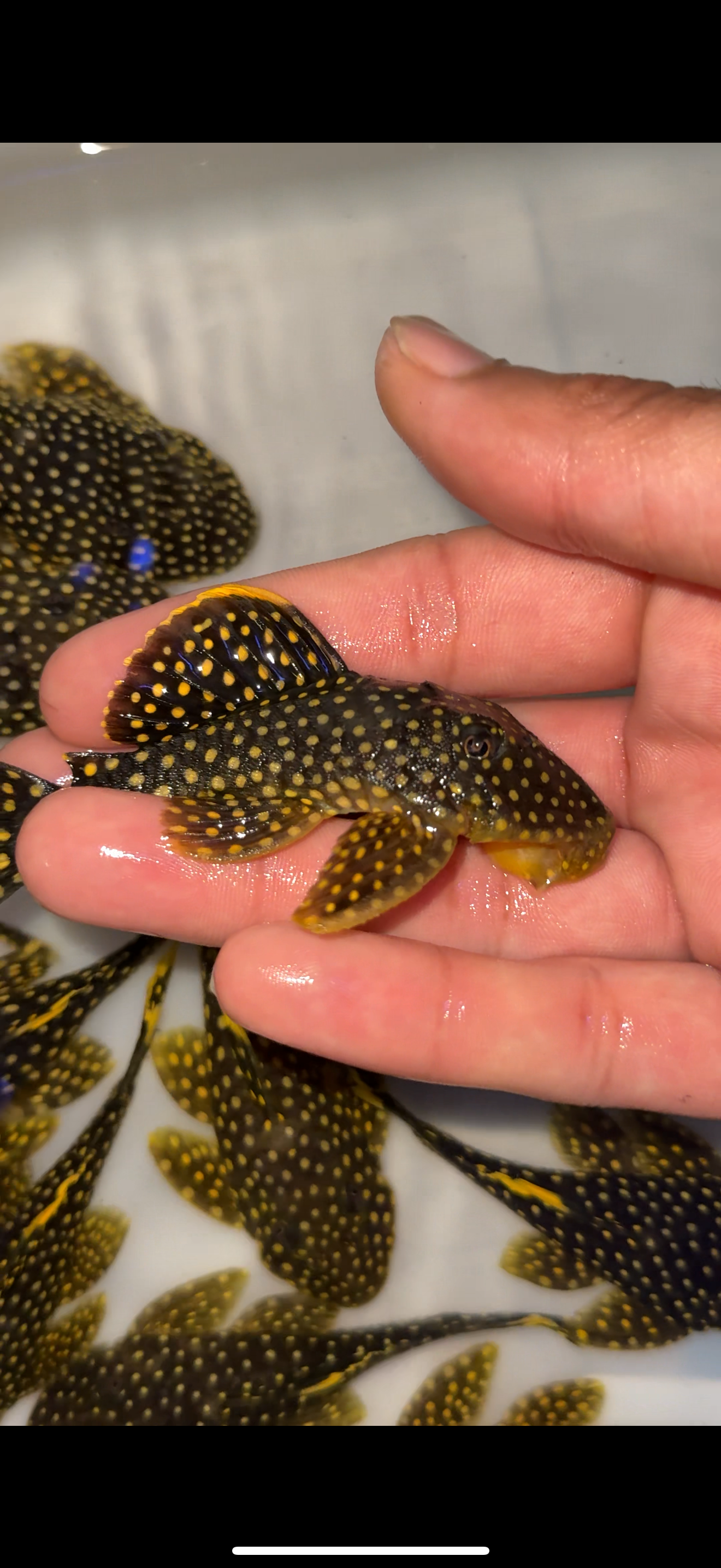 L177/L018 Gold Nugget Pleco
