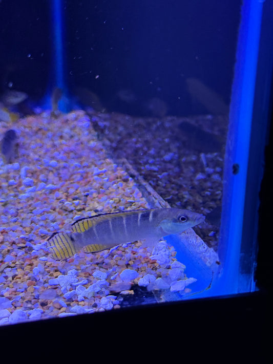 Crenicichla compressiceps
Compressiceps Dwarf Pike Cichlid