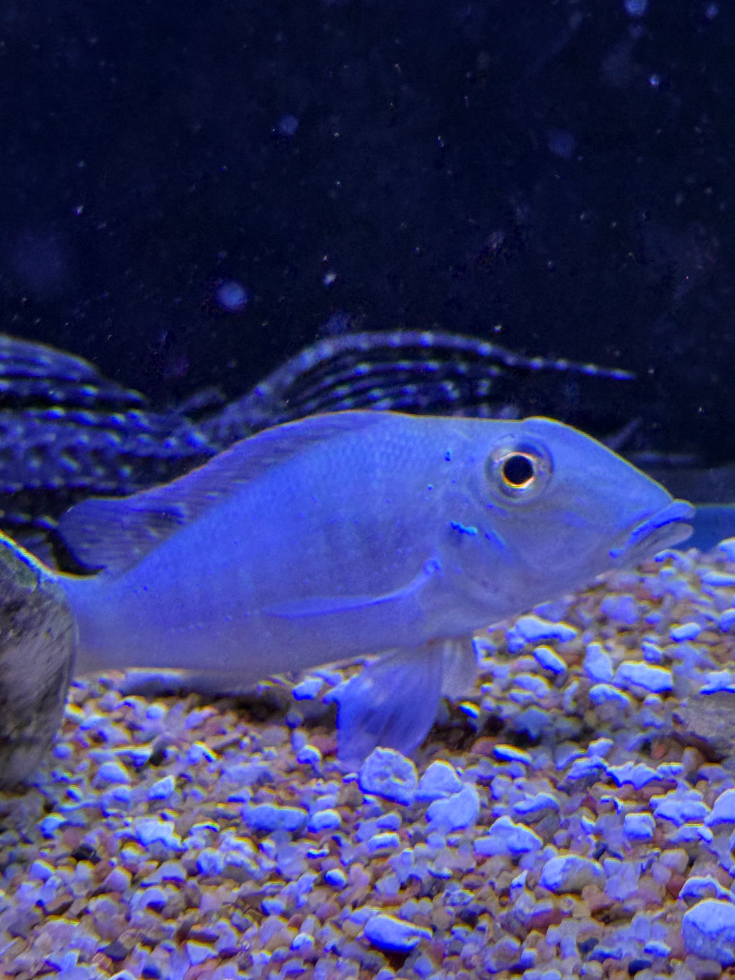 Retroculus xinguensis