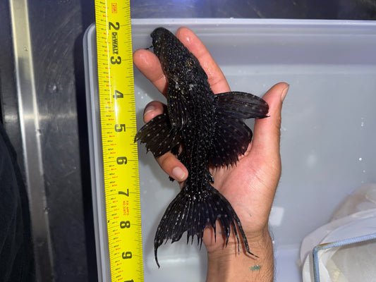 L097 Polka Dot Cactus Pleco (Pseudacanthicus sp. L097)