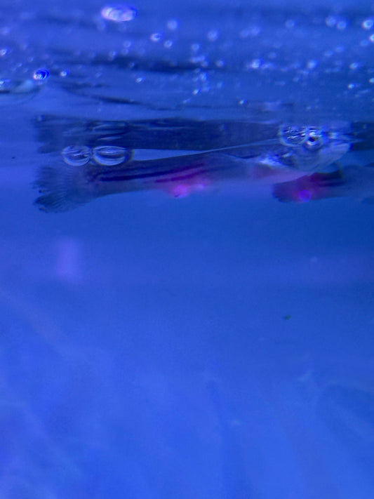 Anableps anableps Four eye fish