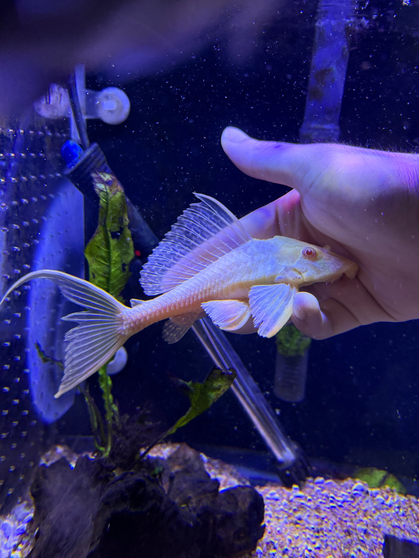 Albino Gibbiceps Pleco (Pterygoplichthys Gibbiceps)