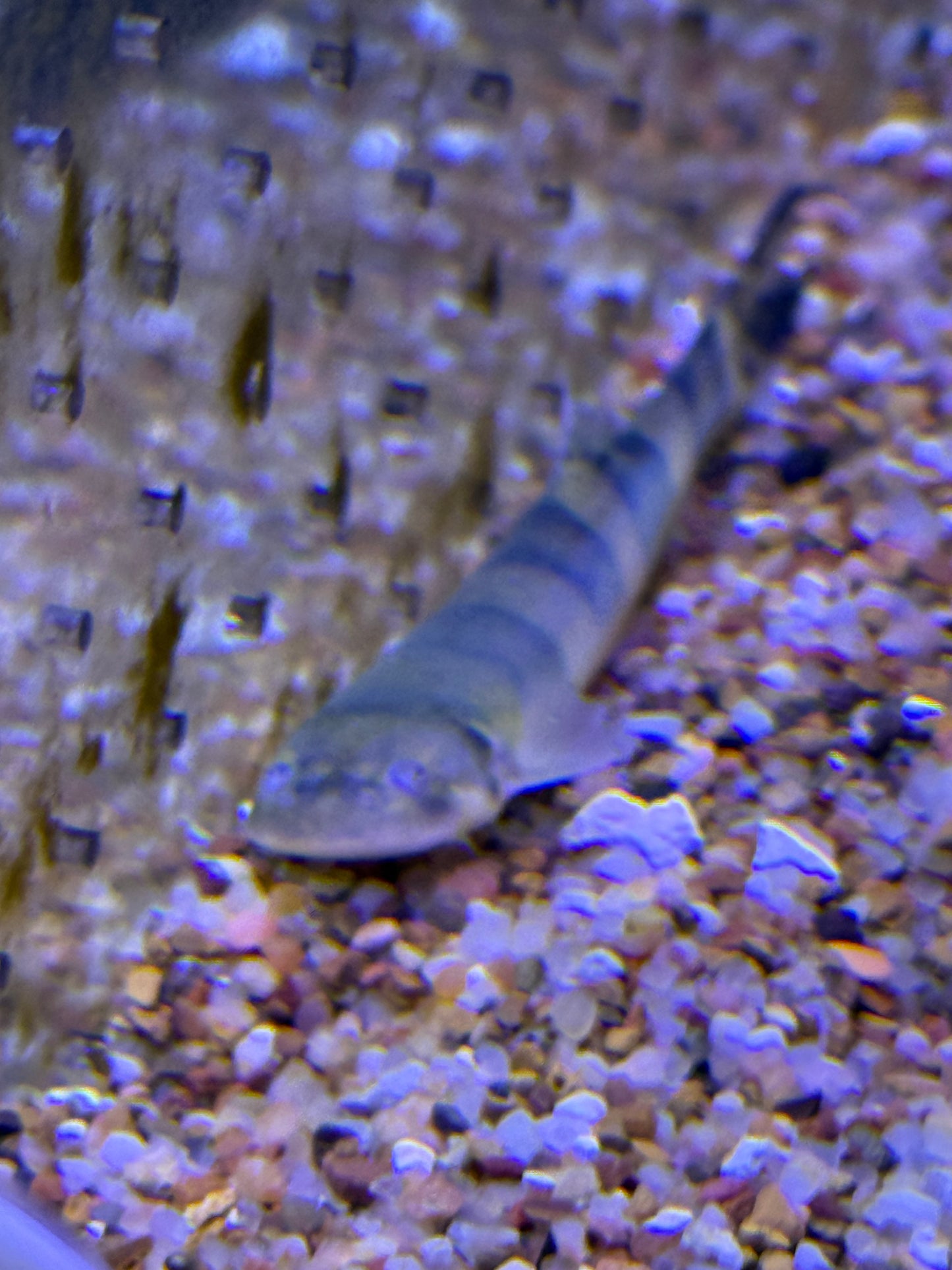 Jaguar Candiru Catfish (Pseudostegophilus nemurus)