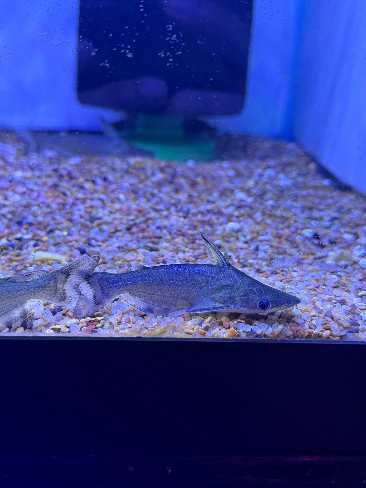 Tympanopleura cryptica Dwarf Dolphin Catfish