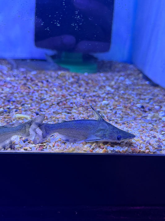 Tympanopleura cryptica Dwarf Dolphin Catfish