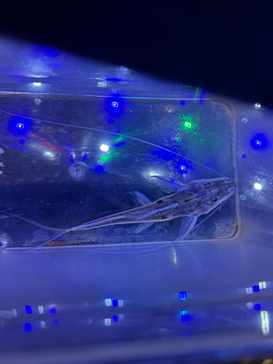 Spotted Flathead Catfish (Platysilurus mucosus)