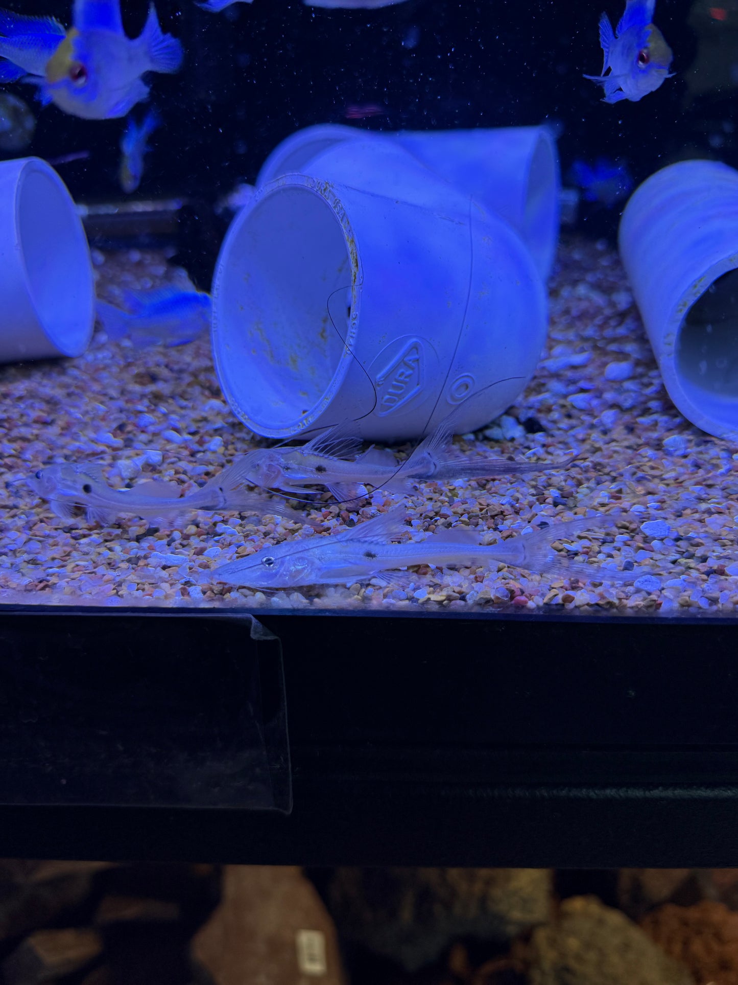 Spotted Flathead Catfish (Platysilurus mucosus)