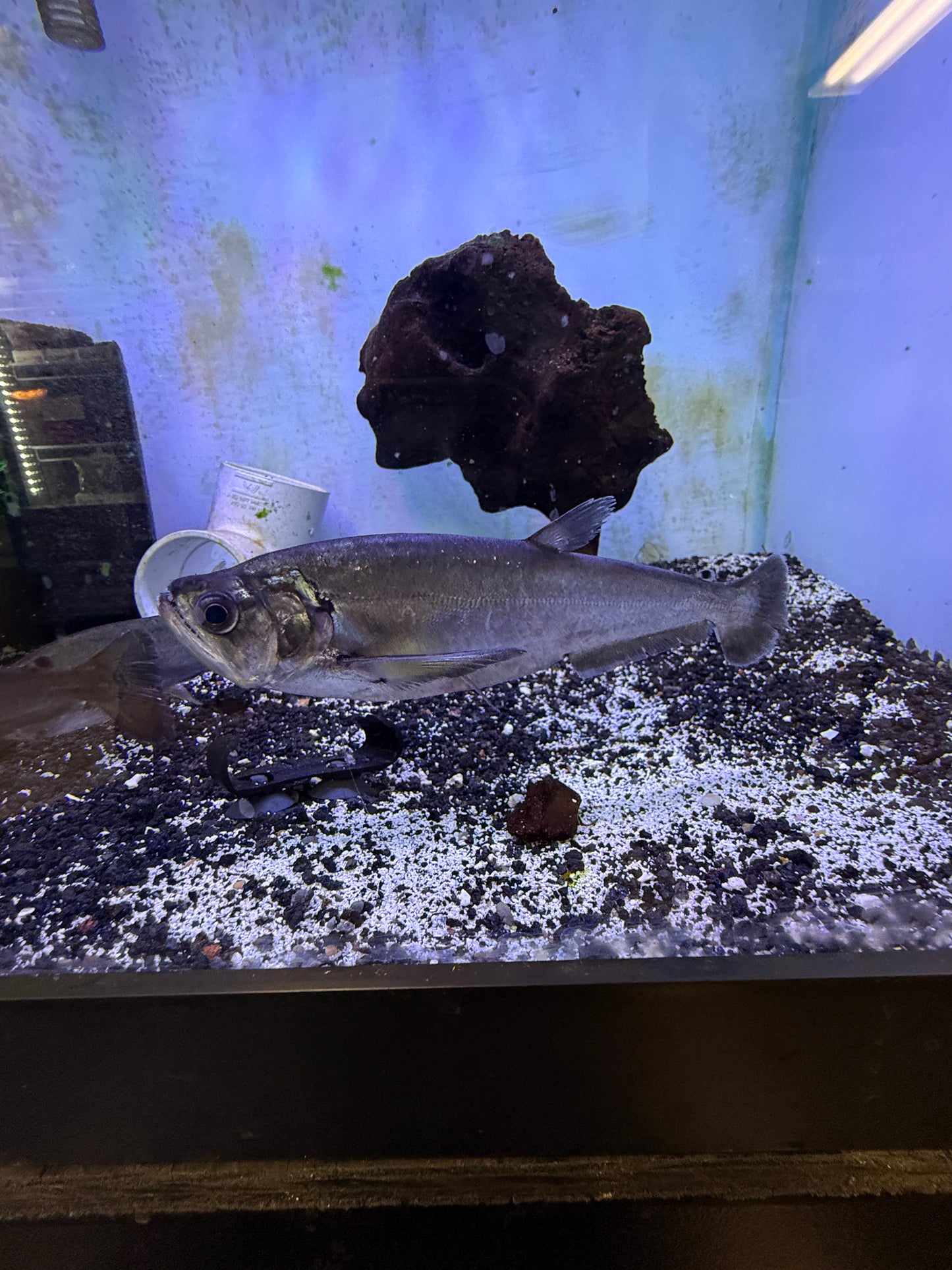 Vampire Tetra (Hydrolycus Scomberoides)