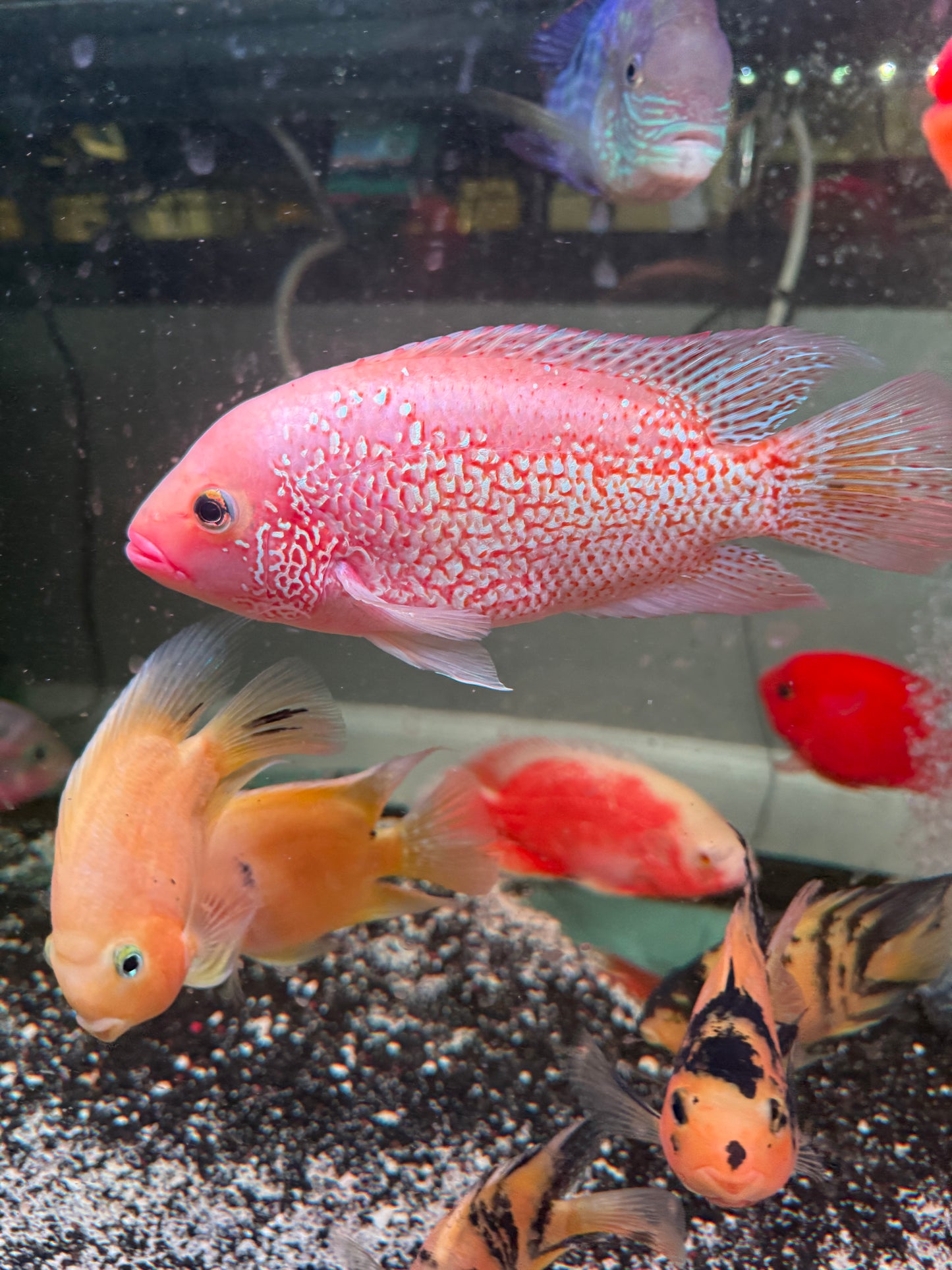 Red Texas X Red Tiger Motaguensis Hybrid