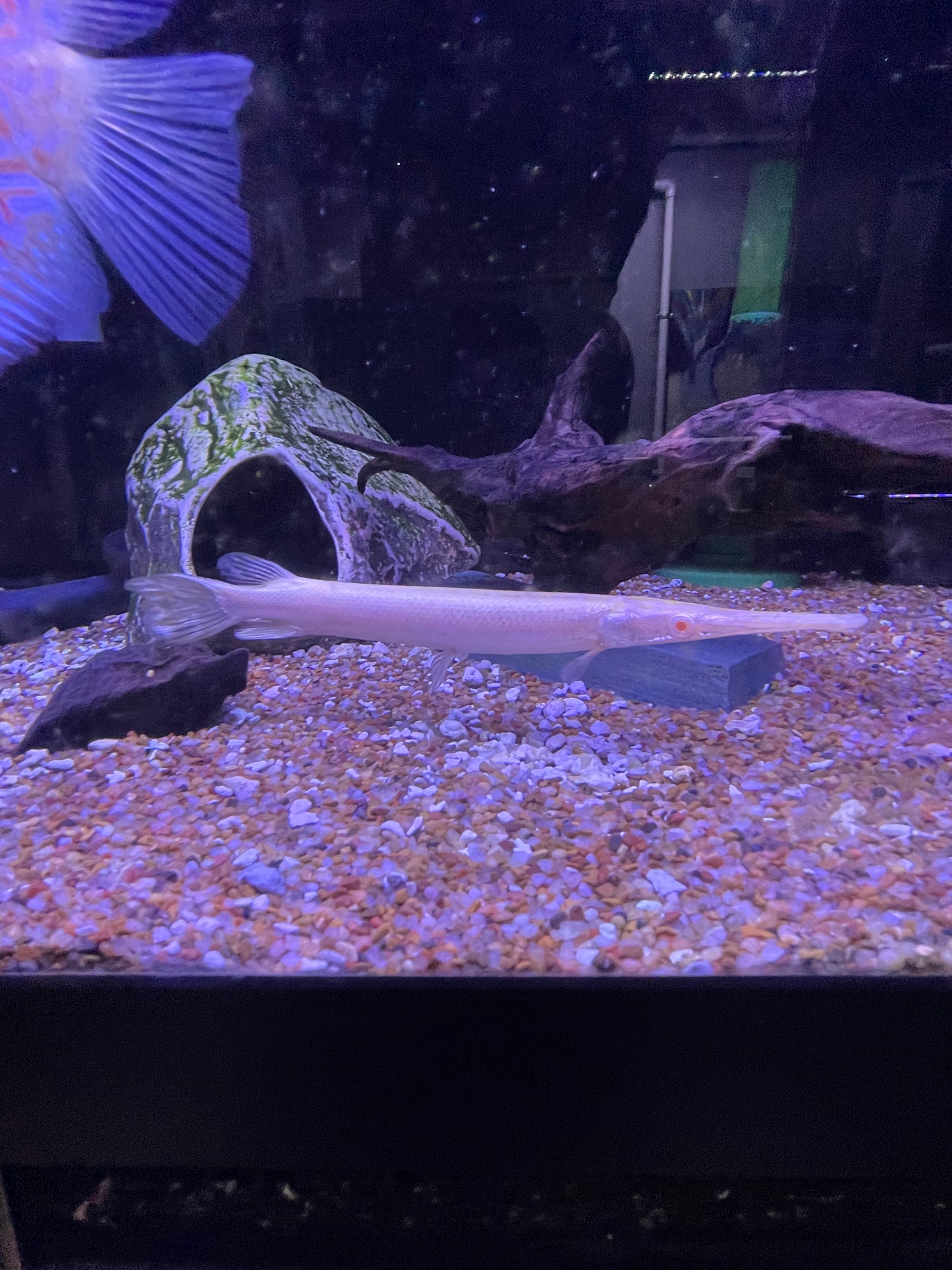 Killer Deal Albino Florida Gar Lepisosteus platyrhincus