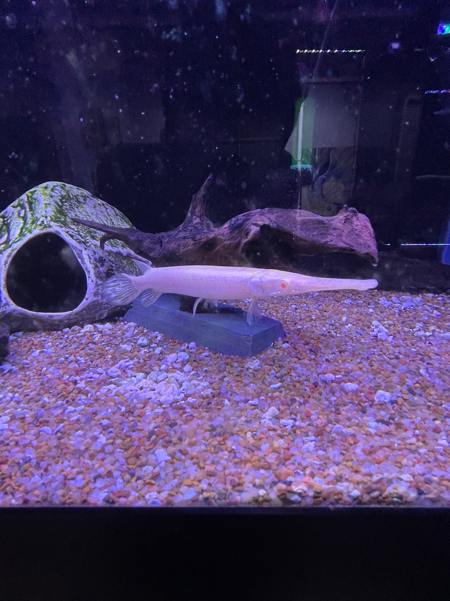 Killer Deal Albino Florida Gar Lepisosteus platyrhincus
