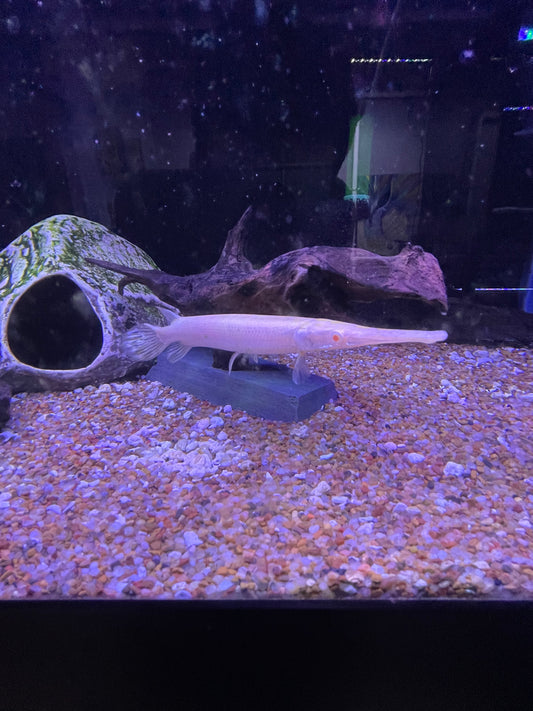 Killer Deal Albino Florida Gar Lepisosteus platyrhincus