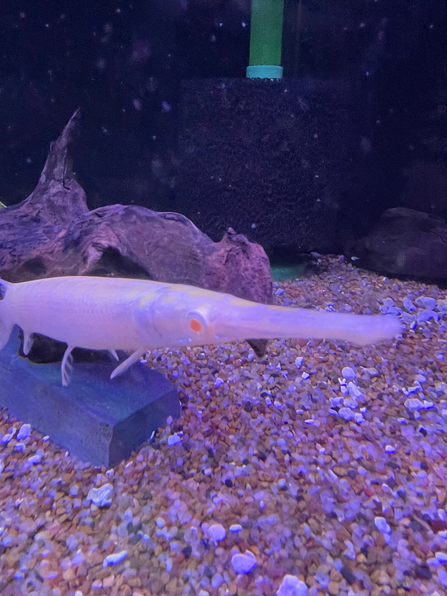 Killer Deal Albino Florida Gar Lepisosteus platyrhincus