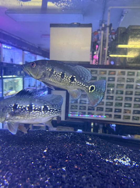 Orinoco Peacock Bass