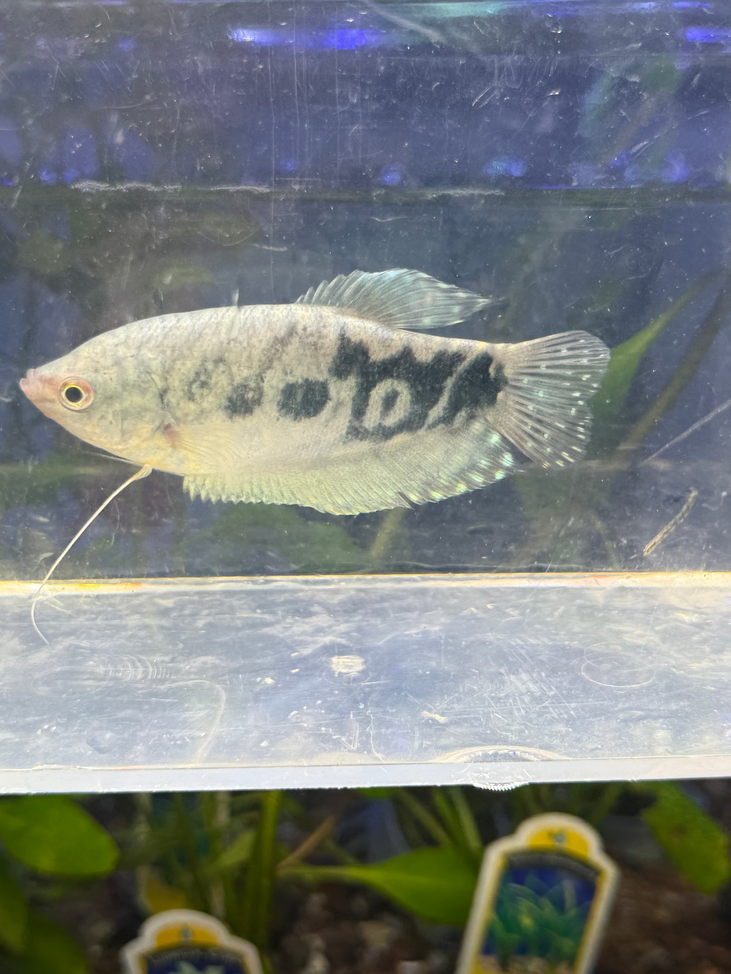 Gourami Blue Trichopodus trichopterus