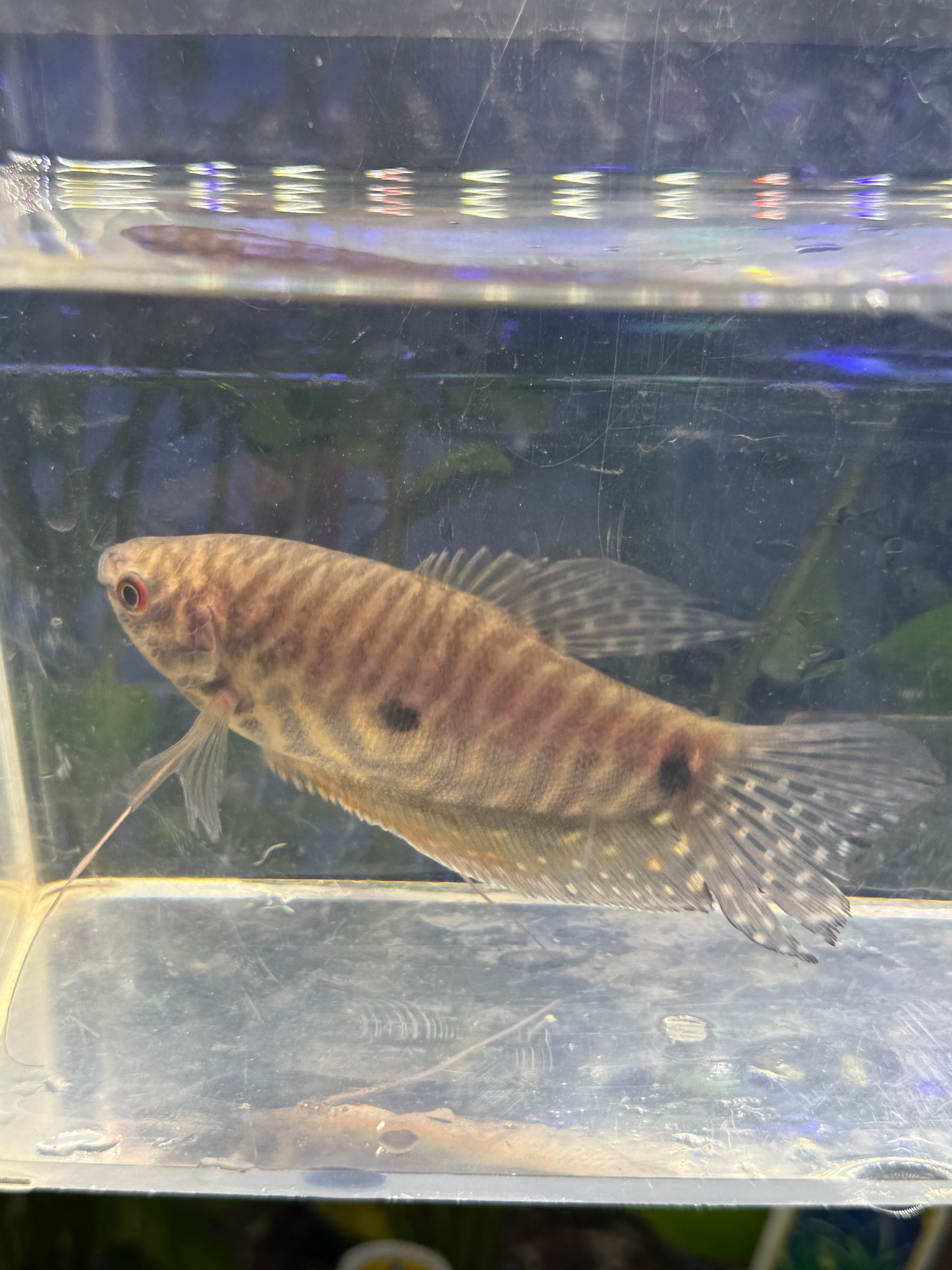 Gourami Lavender Trichopodus trichopterus