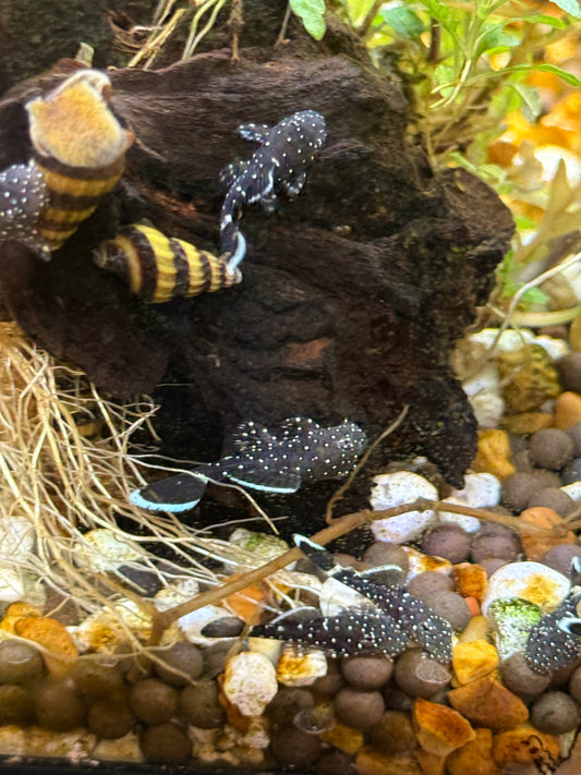 L181 Peppermint Pleco Ancistrus sp.