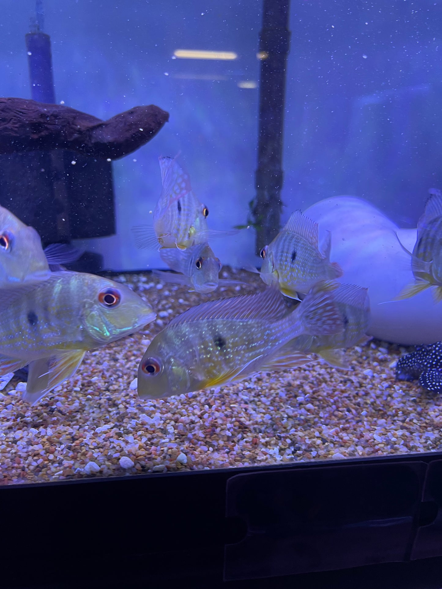 Geophagus Abalios (Geophagus Abalios)