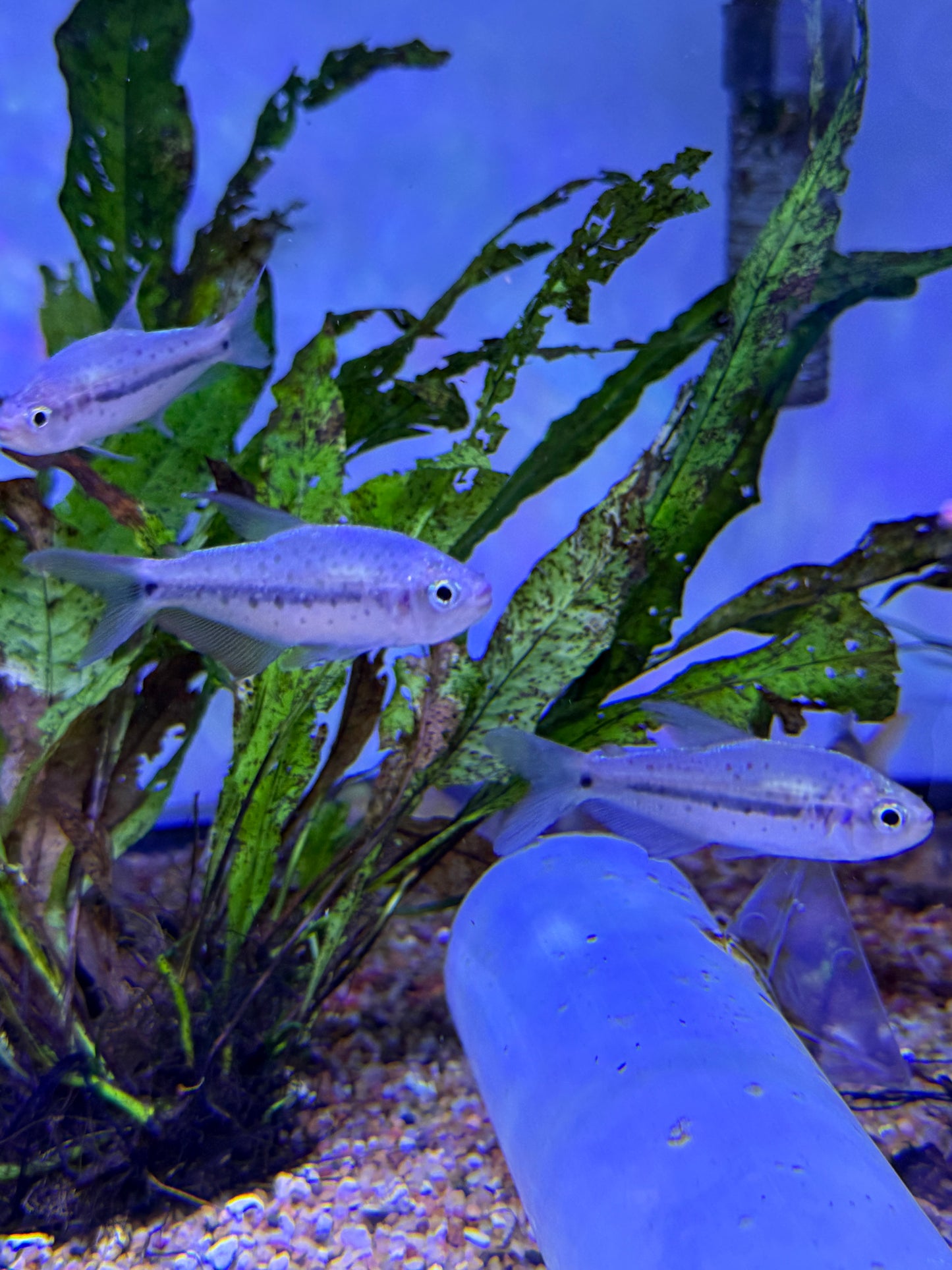 Pink Spot Choco Tetra (Pseudochalceus kyburzi)