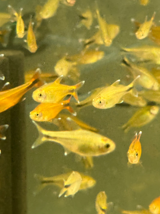 Silvertip Tetra (Hasemania nana)