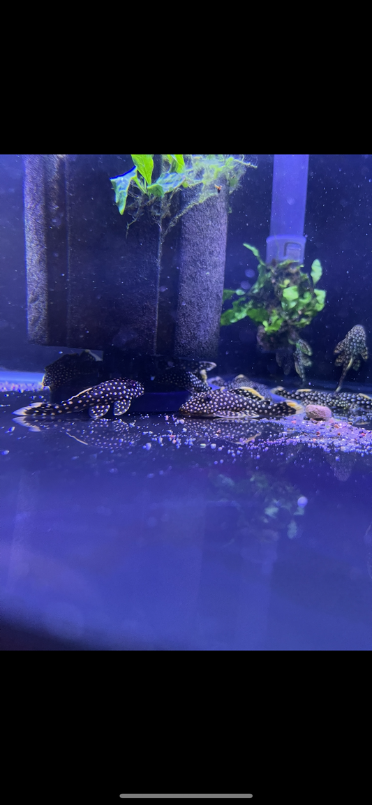 L177/L018 Gold Nugget Pleco