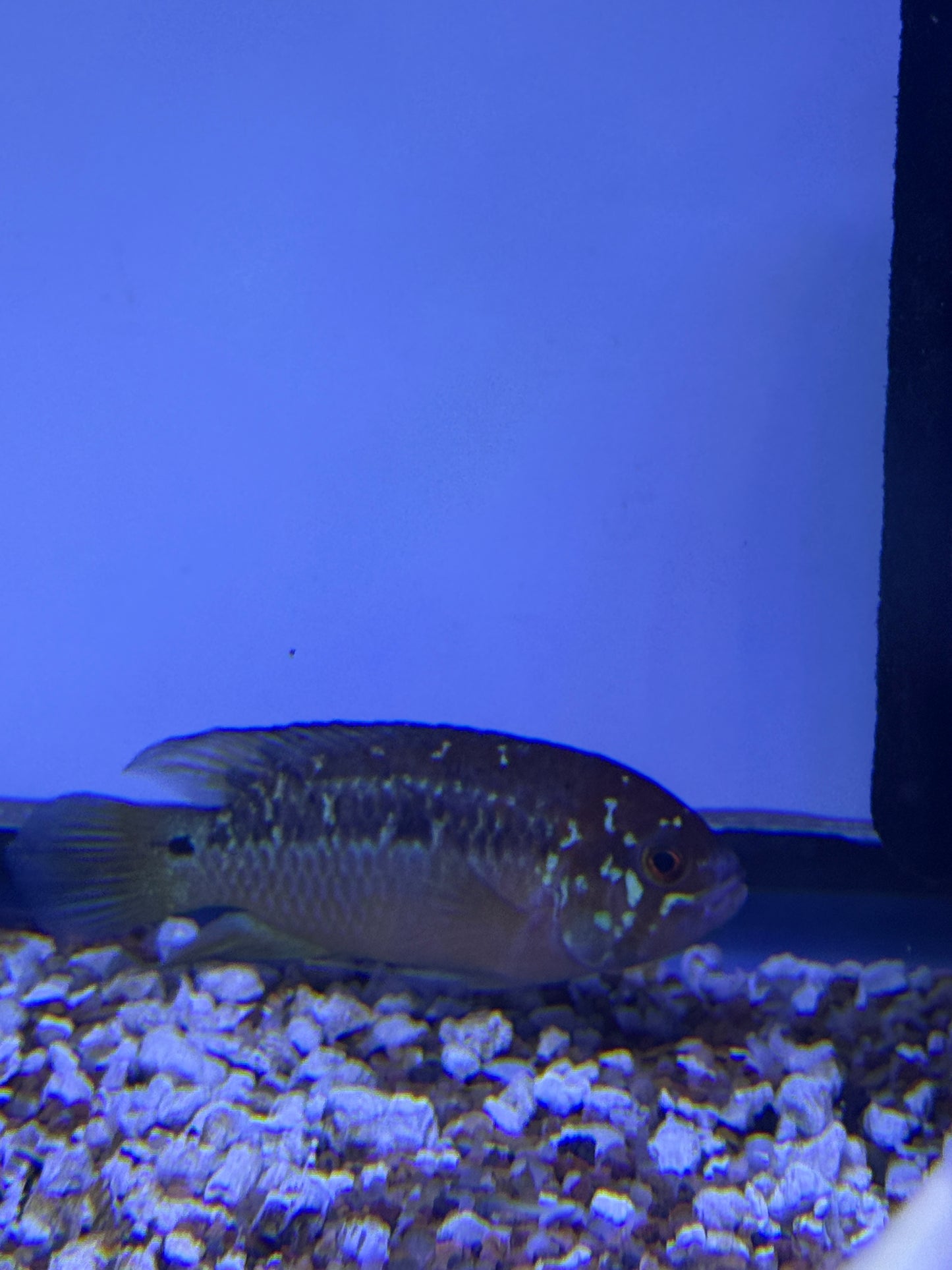 Nannacara bimaculata