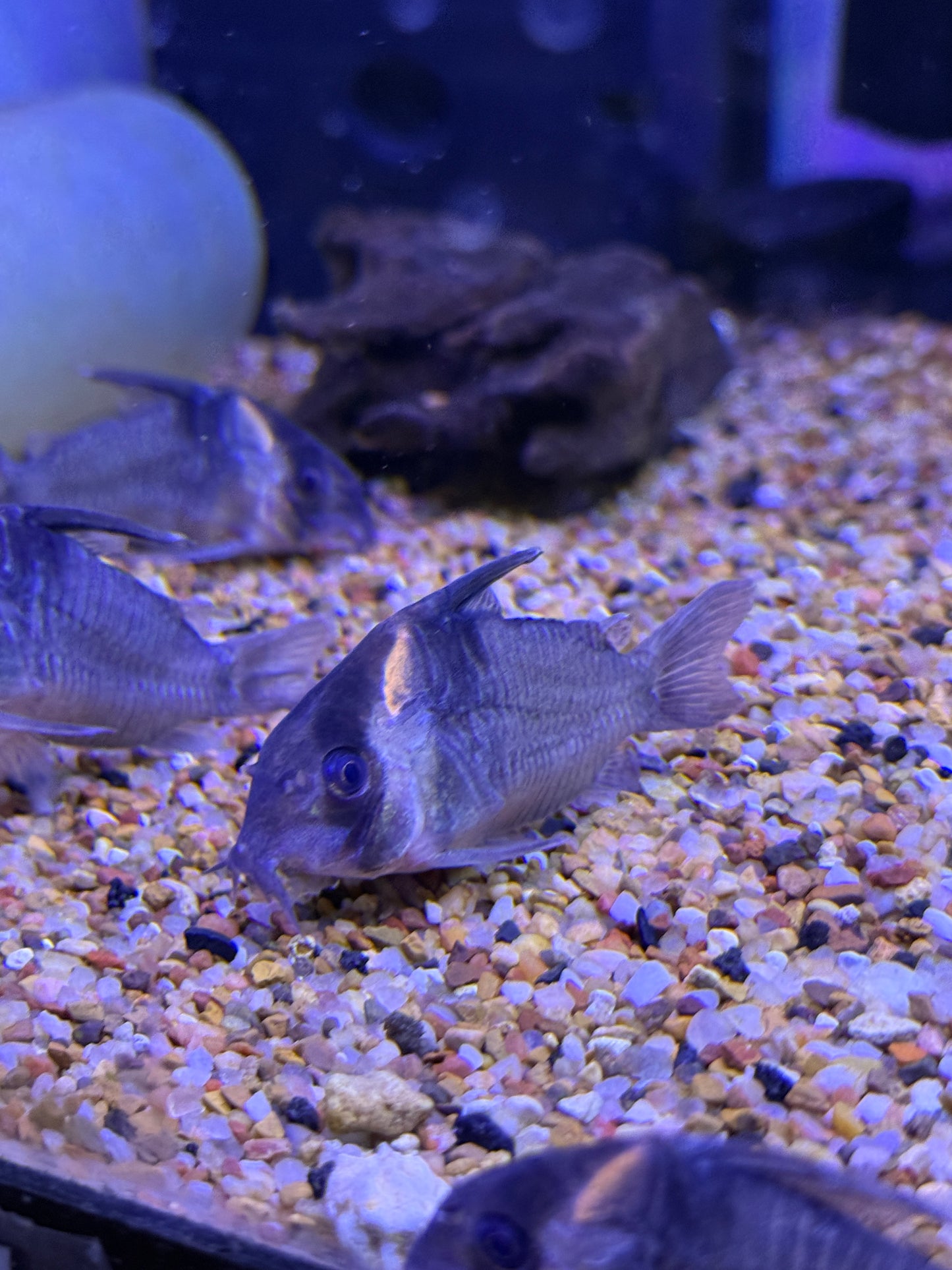 CW045 Colossus Cory (Hoplisoma colossus)