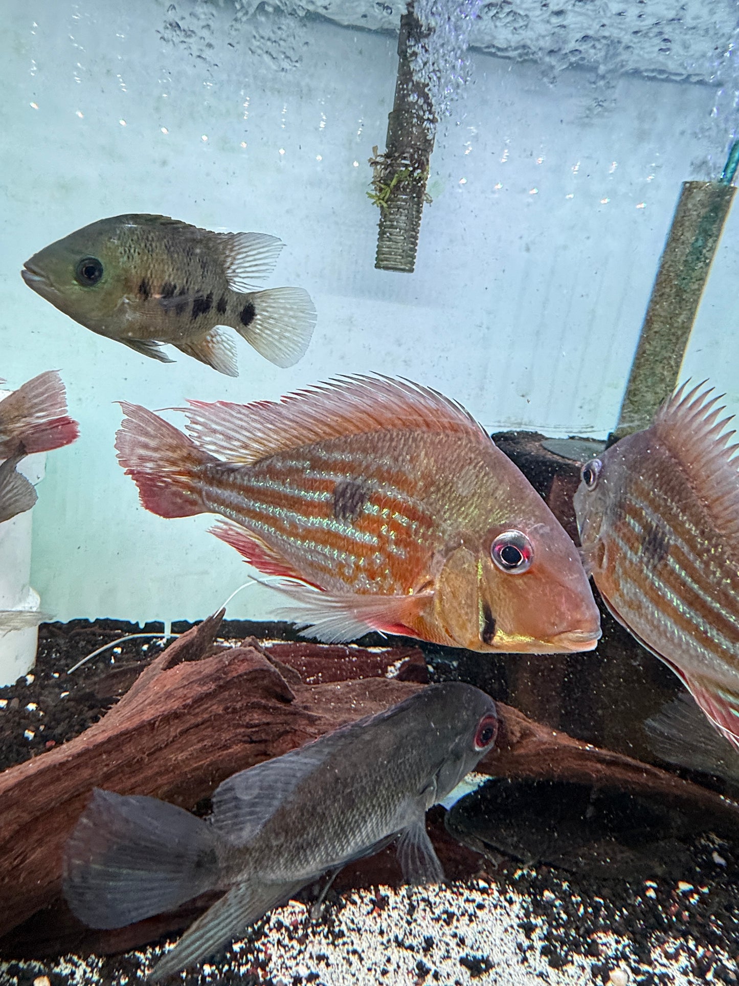 Winemilleri Eartheater Geophagus Winemilleri