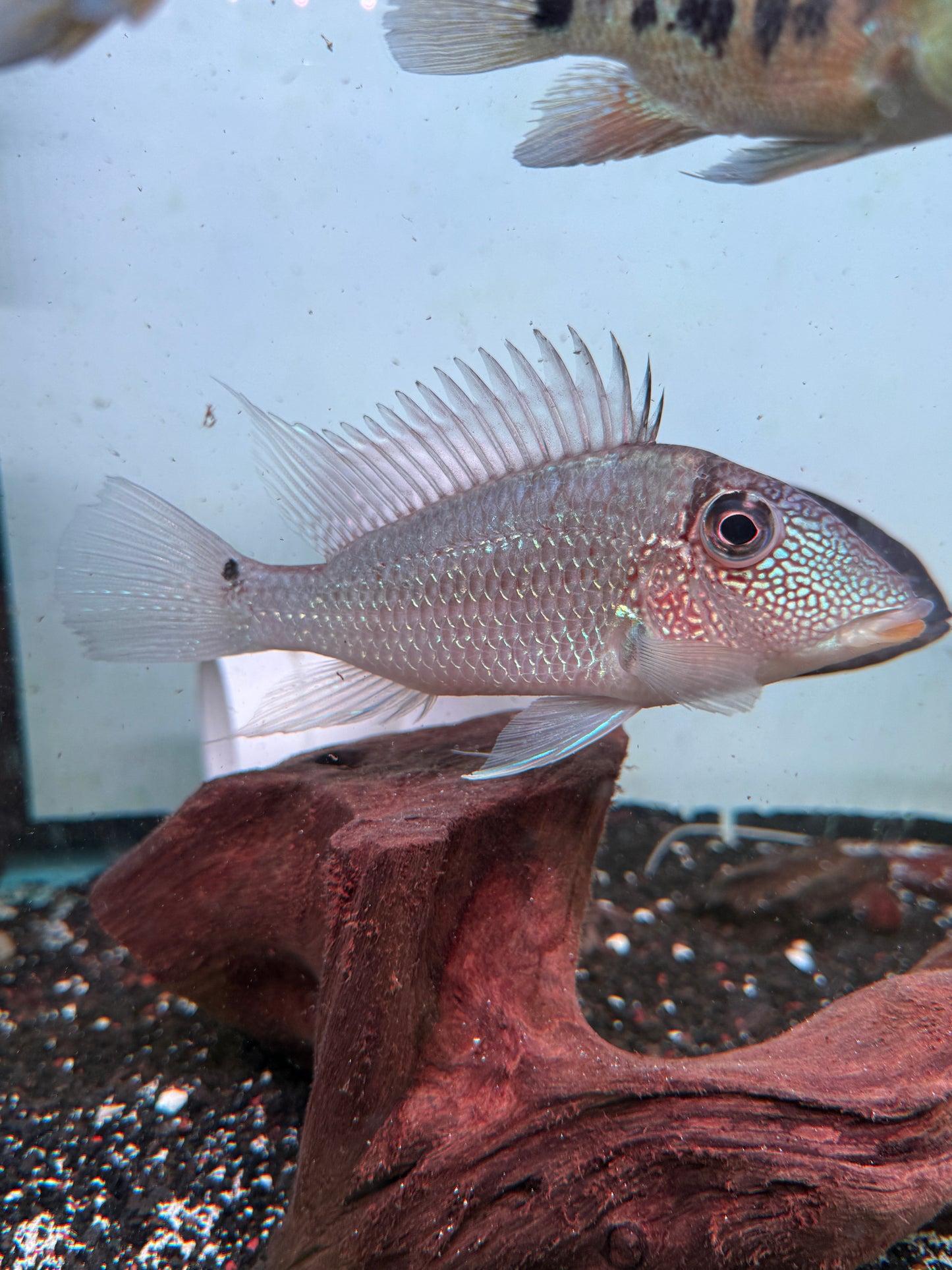 Geophagus Jurupari Cichlid (Satanoperca jurupari)