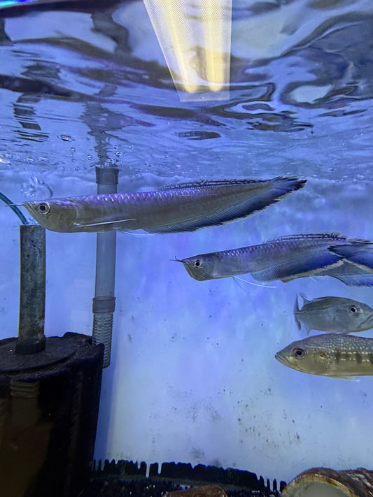 Black/Blue Arowana (Osteoglossum Ferreirai)