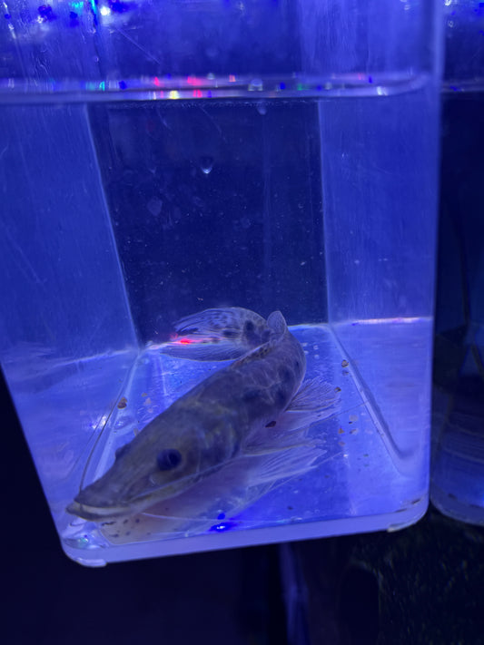 Porthole shovelnose catfish (Hemisorubim platyrhynchos)