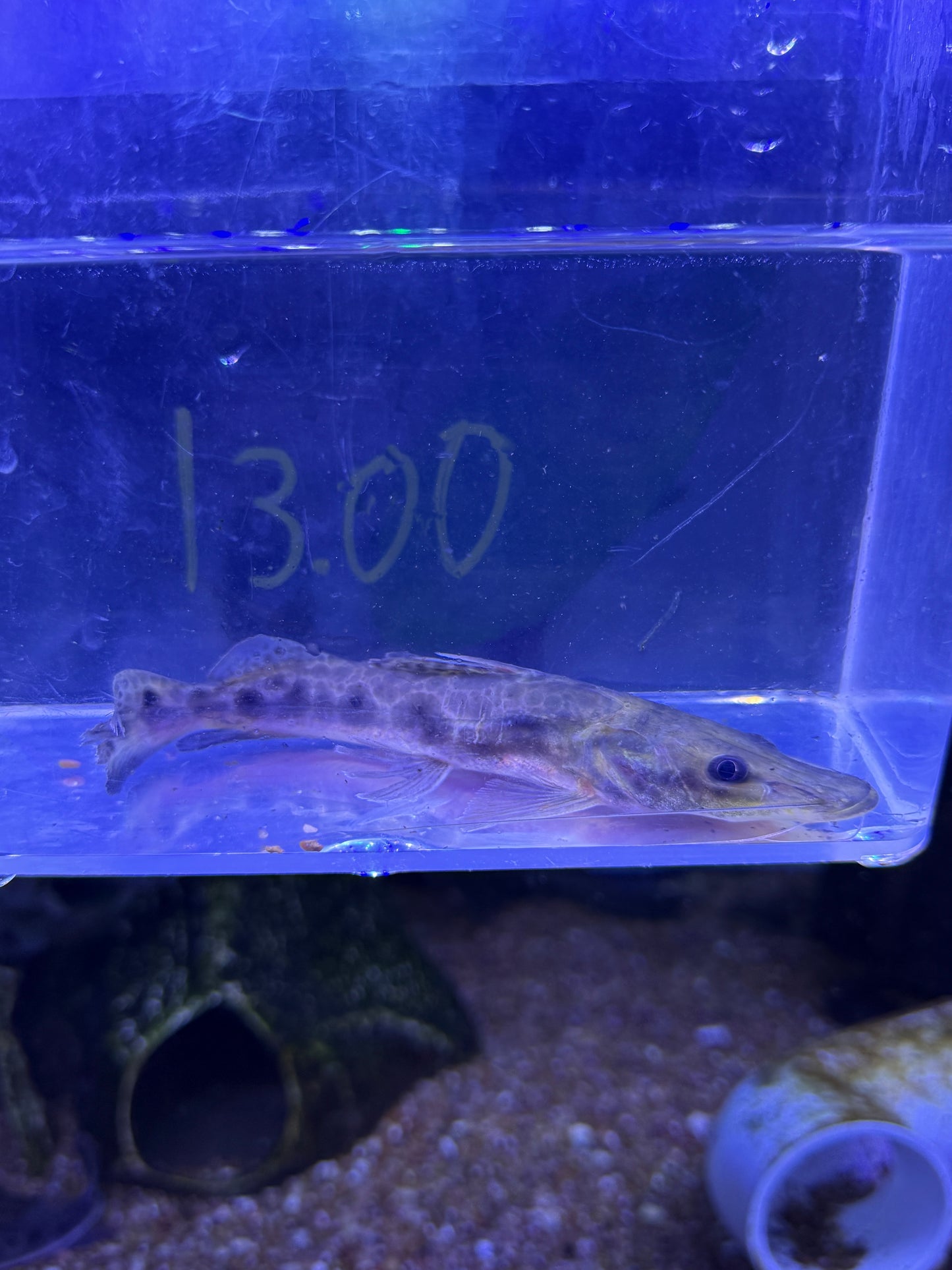 Porthole shovelnose catfish (Hemisorubim platyrhynchos)