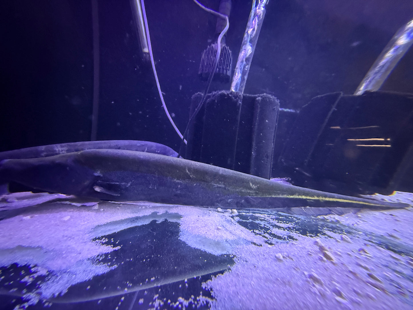 One of a Kind ! Gold line Knifefish (Sternopygus macrurus)