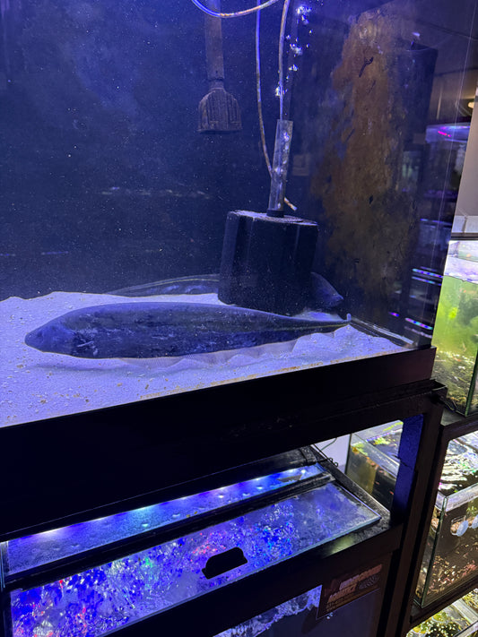 Goldline Knifefish (Sternopygus macrurus)