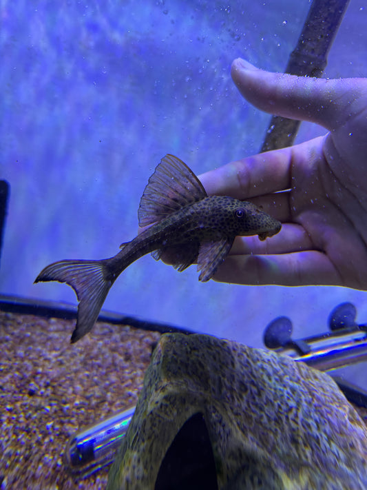 L116 Red Fin Thresher Pleco