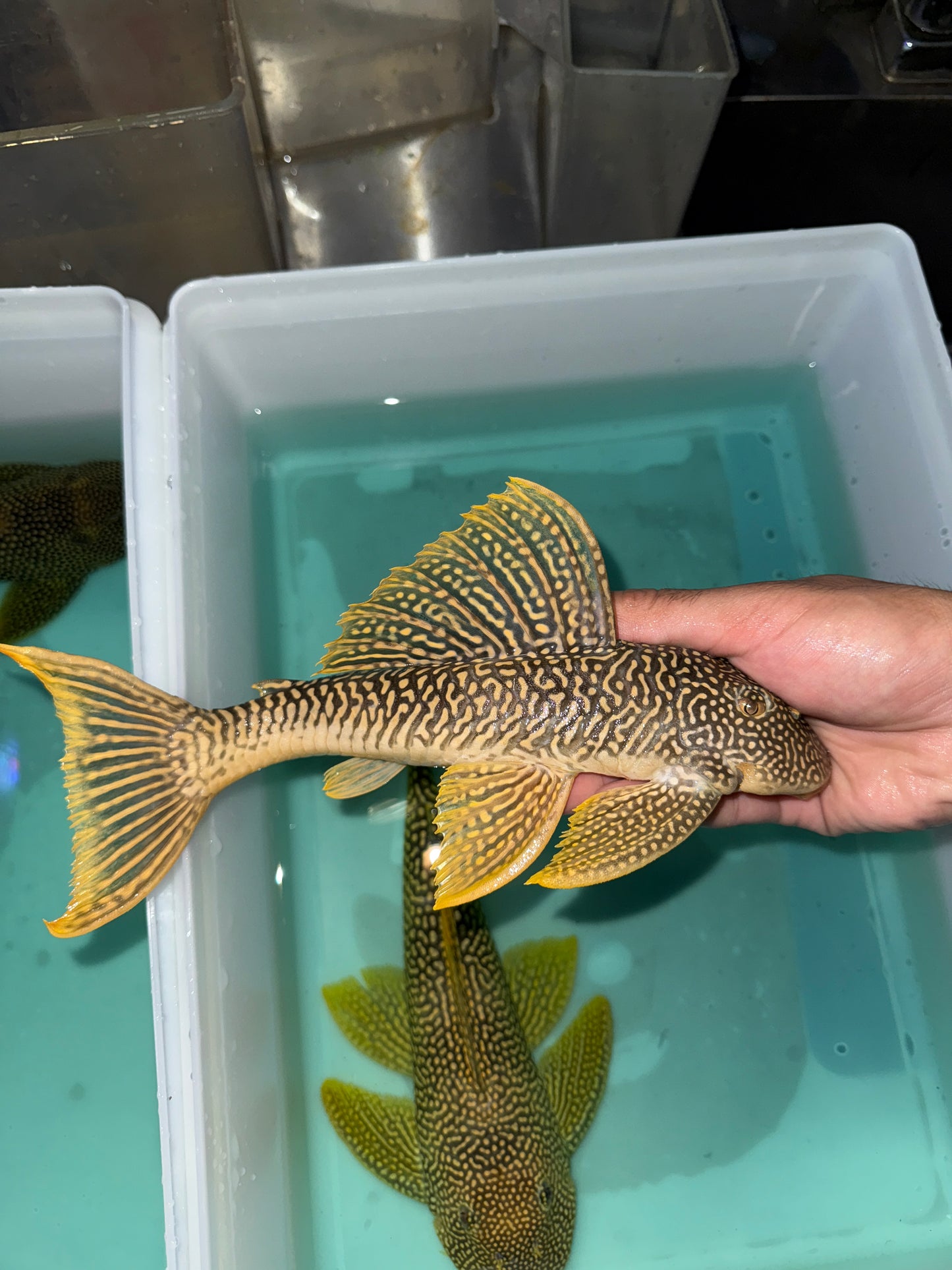 L014 Sunshine Pleco (Scobinancitrus Aureatus)