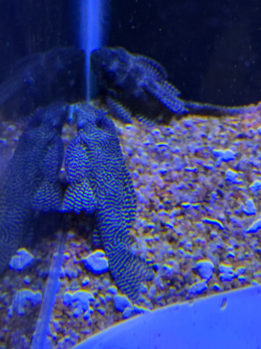 L260 Queen Arabesque Pleco (Hypancistrus Sp)